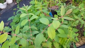 Жимолость Синий утёс, Лавина, первые ягоды 01.05.24 г.