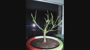 Почему лимон сбрасывает листья