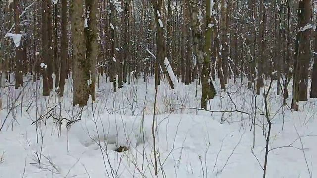 Лесная пятиминутка #6/Гора пет минути #6/Forest five minutes #6 03.04.2022 #лесопарк #прогулкавлес смотреть онлайн