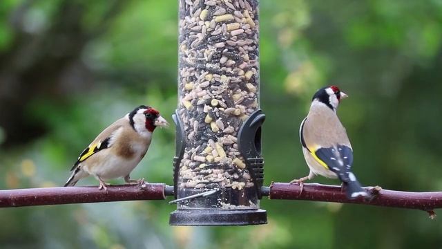 cut bird ncs music смотреть онлайн