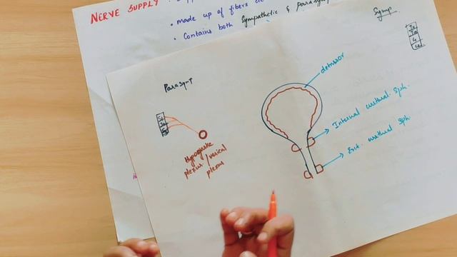 URINARY BLADDER PART 5 /ARTERIAL VENOUS NERVOUS SUPPLY & CLINICAL ANATOMY OF UB / ABDOMEN / ANATOMY смотреть онлайн