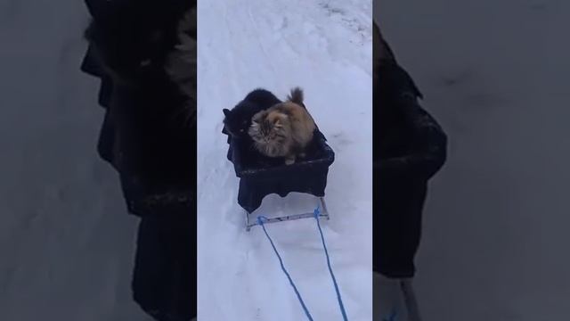 Нам дворцов заманчивые своды не заменят никогда свободы 🐕🐈⬛🐈 #собака #кот #кошка смотреть онлайн