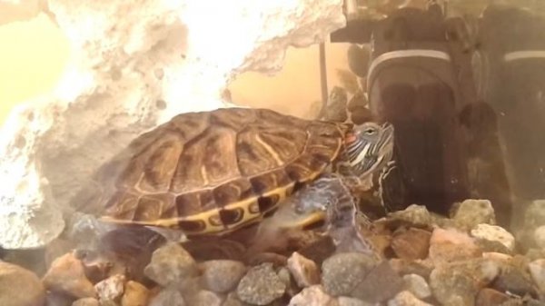 Черепаха кушает.