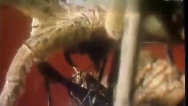 #brazilianwanderingspider #phoneutria Danger Spider смотреть онлайн