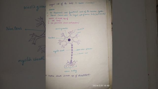neuron biology class 10 смотреть онлайн