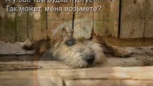 Собака бывает кусачей.wmv