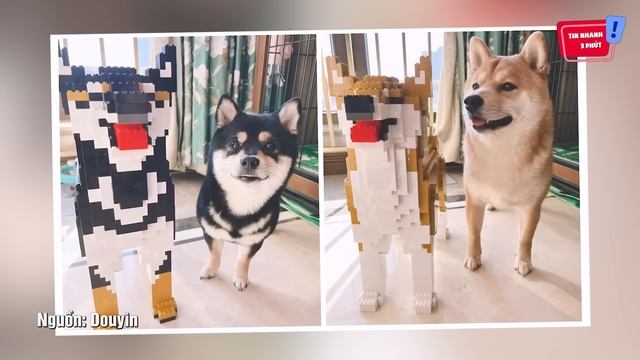 Thanh niên lắp bộ 'MÔ HÌNH LEGO' giống hệ 2 CHÚ CHÓ nhà mình gây 'BÃO MẠNG' | Tin Nhanh 3 Phút смотреть онлайн