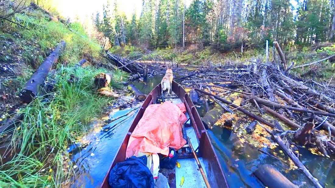 Кругом завалы на реке. Пришлось спилить берёзу ловушку. 2 серия смотреть онлайн