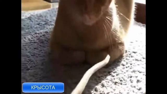 Песня В Доме 8 Дробь 16 Кот Живет смотреть онлайн