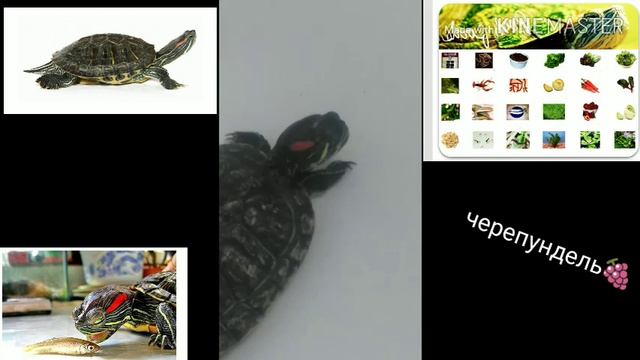 Дусина озвучка:жизнь черепахи (2) советы от черепунделя🍓 смотреть онлайн