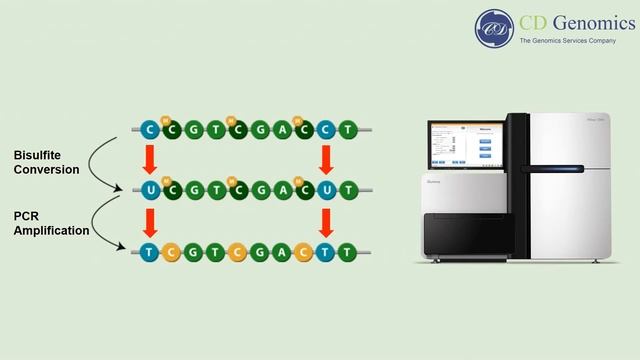 Principle and Workflow of Whole Genome Bisulfite Sequencing смотреть онлайн