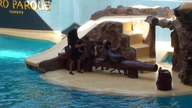 Шоу морских львов.  Лоро парк.Тенерифе