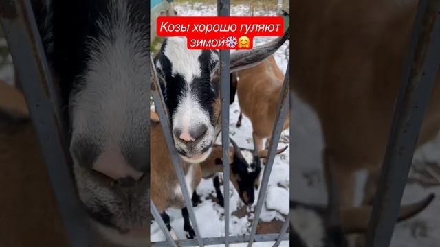 Козы,хорошо гуляют зимой. смотреть онлайн