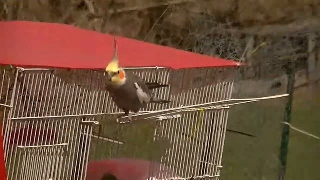 Cockatiel Outside смотреть онлайн