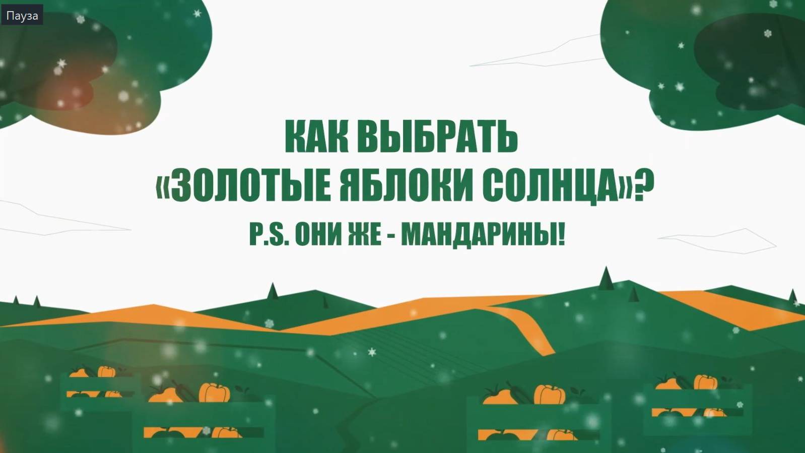 Как выбрать «золотые яблоки солнца»? P.S. Они же - мандарины! смотреть онлайн