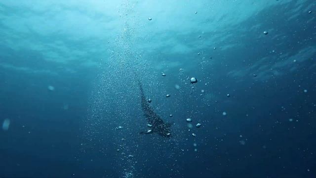 Silky shark Carcharhinus falciformis Red sea, Saudi Arabia 2022 05 27 смотреть онлайн