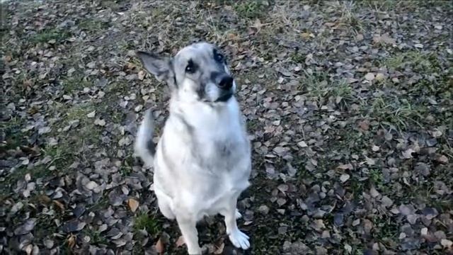 Бывают такие люди,от которых уходят собаки((((( смотреть онлайн