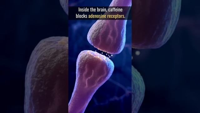 How Does Caffeine Affects Your Sleep?