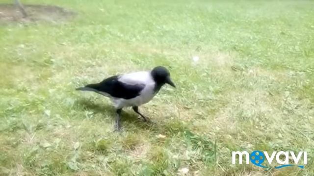 Смелая Ворона парк Царицыно смотреть онлайн