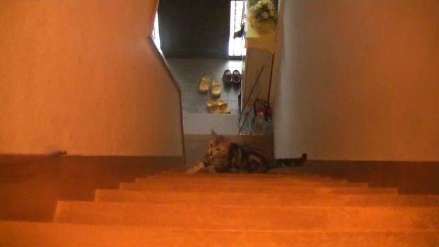 「階段にほらないでよ！」その２ смотреть онлайн