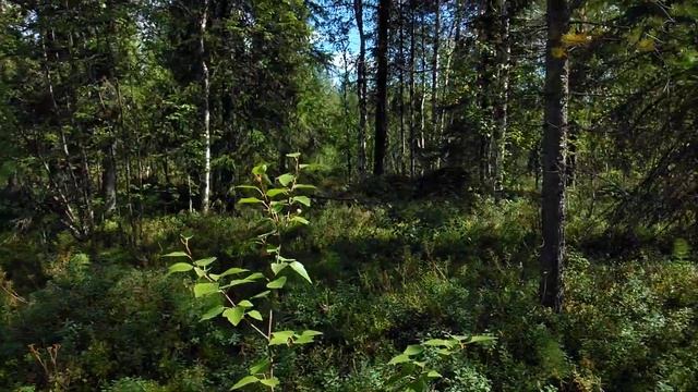 Крайний север республика коми ижемский район собираем ягоды чернику 4 15 августа 2022 год смотреть онлайн
