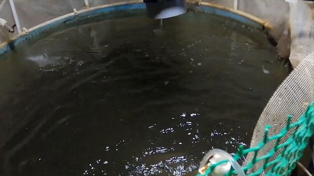 УЗВ ошибки,как не погубить рыбу. смотреть онлайн
