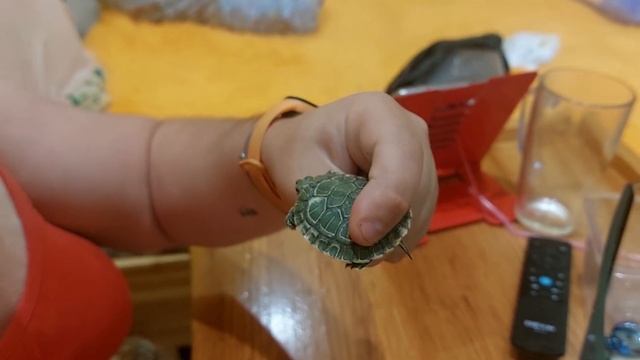 а у нас новый житель , красноухая черепаха 🐢, питомник Кастропуло Крым смотреть онлайн