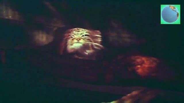 Это интересно силуэт,Род,манул,каменные растения смотреть онлайн