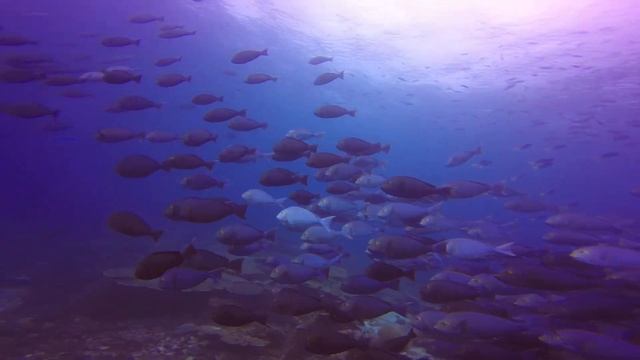 Diving Raja Ampat, Indonesia смотреть онлайн