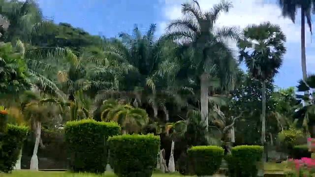 Сейшелы,на автобусе в столицу Викторию. Цены на продукты.Октябрь 2024 смотреть онлайн