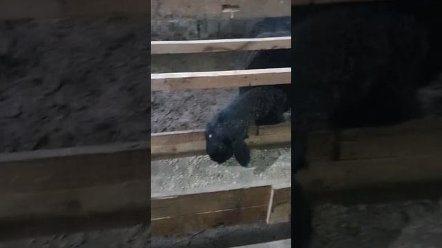 откорм баранов комбикормом часть 2 смотреть онлайн