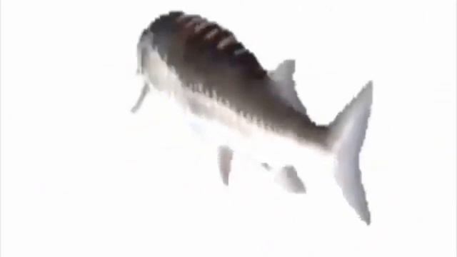 Рыба крутится под музыку 1 час смотреть онлайн