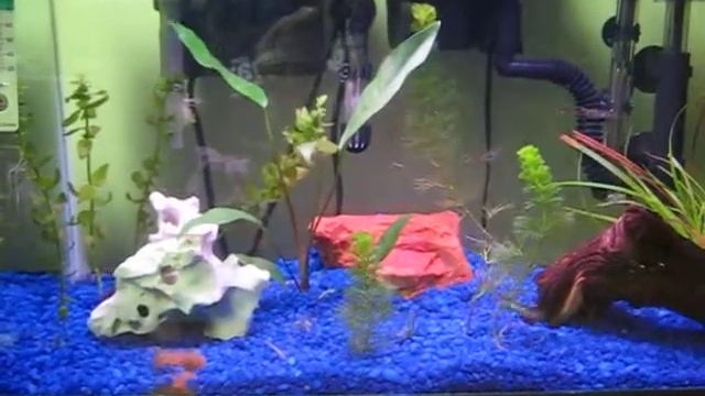 Zebra Danio Tank смотреть онлайн