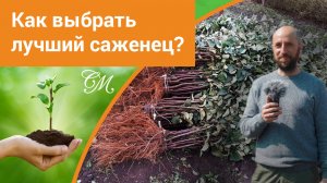 Как выбрать лучший саженец и где его купить. Яблоня, груша, плодовый ОКС #СадовыйЭксперт