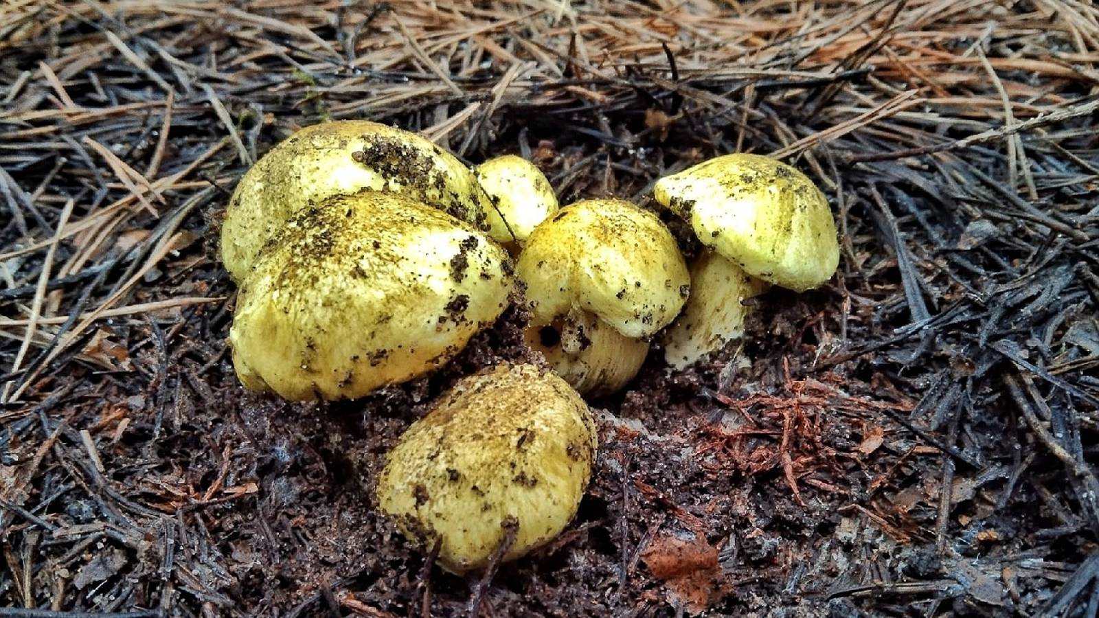 ГРИБНОЙ НОЯБРЬ!!! Сбор грибов перед снегопадом! Тихая охота 2023 смотреть онлайн