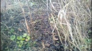 Как установить петлю на фазана (проверка петель ) !!!