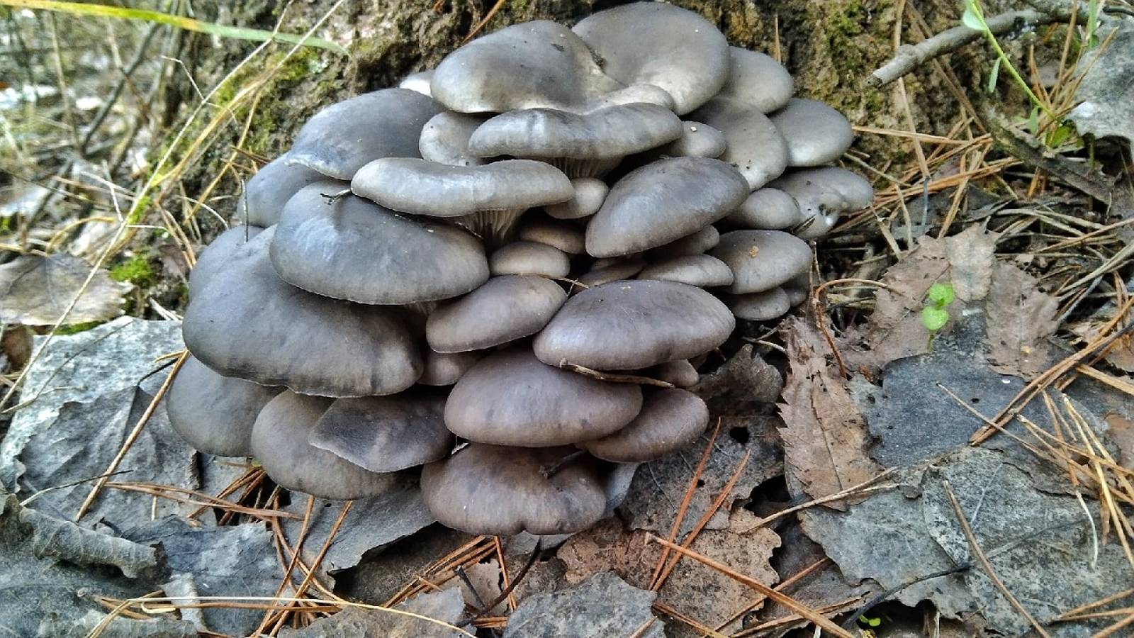 ВЕДРО ГРИБОВ ЗА 10 минут!!! Вот это попали на раздачу. Сбор грибов смотреть онлайн