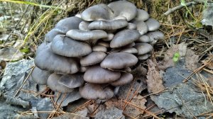 ВЕДРО ГРИБОВ ЗА 10 минут!!! Вот это попали на раздачу. Сбор грибов