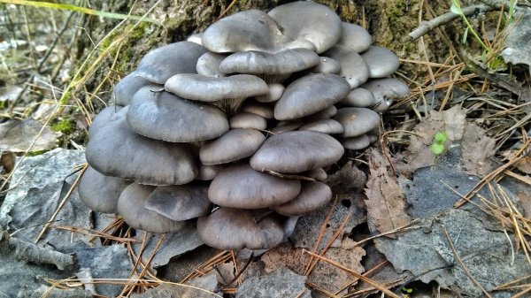 ВЕДРО ГРИБОВ ЗА 10 минут!!! Вот это попали на раздачу. Сбор грибов