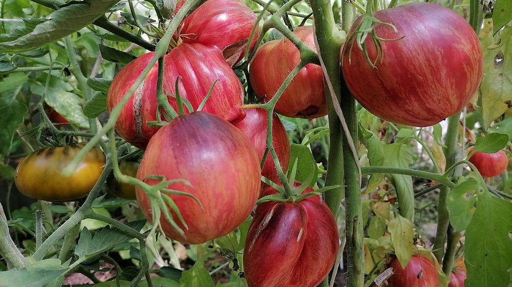 Супер томаты в открытом грунте смотреть онлайн