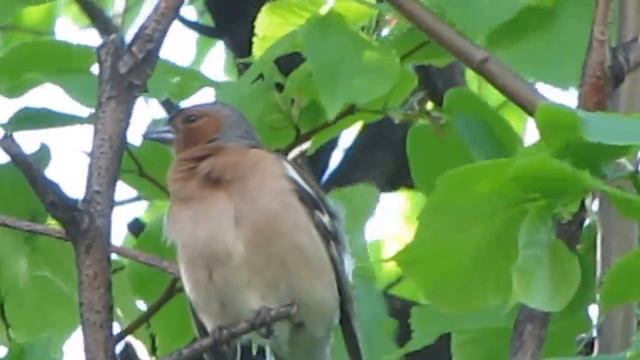 Зяблик самец чистится и поёт (в городе) смотреть онлайн