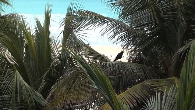 Отель Flamingo 3*.Канкун.Мексика. 00125