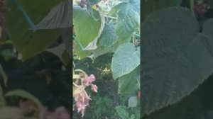 Малина Вайолет 28 09 23