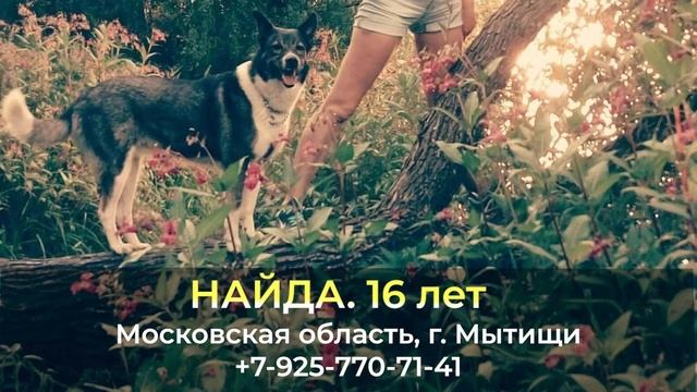 Пропала собака ! НАЙДА , 16 лет , Московская область , г. Мытищи