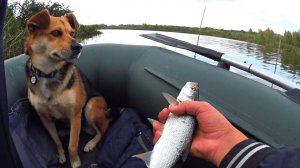 РЫБА С КАЖДОГО ЗАБРОСА.... РЫБАЧУ С СОБАКОЙ НА СПИННИНГ!!!