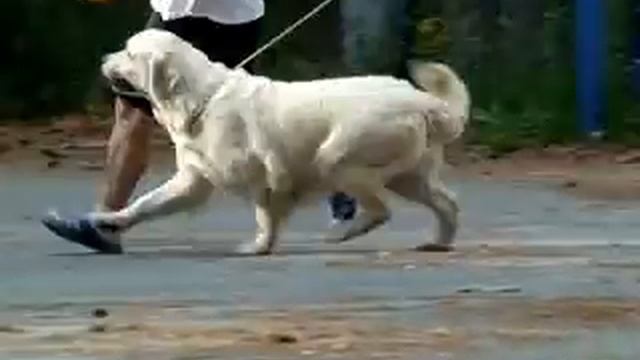 Zhar Ptitsa izSG.avi смотреть онлайн