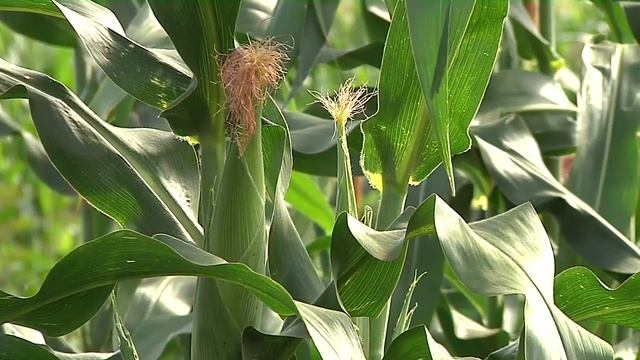 African Human Development Report 2012 смотреть онлайн