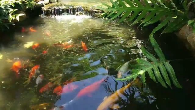 Карпики Кои в мини пруду!!! смотреть онлайн