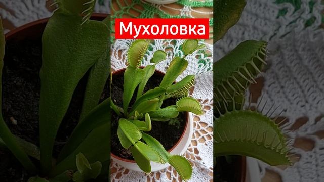 А вы видели, как питается мухоловка👆Растение хищник смотреть онлайн
