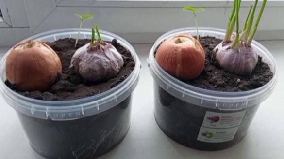 Эксперимент - 1. Лук и чеснок смотреть онлайн